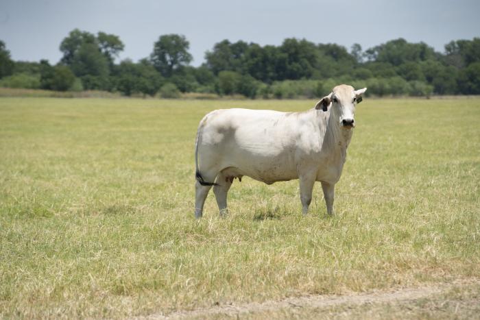 White cow standing in grass in a pasture on farm in Central Texas.