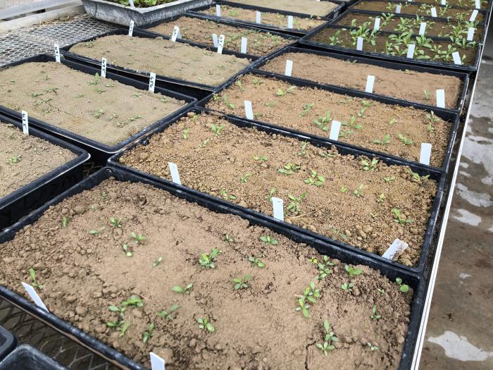 Seedlings of gumweed emerging from a germination experiment