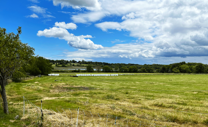 Windmist Farm hay pastures with salt marsh in the background, Jamestown, RI, June 2023.