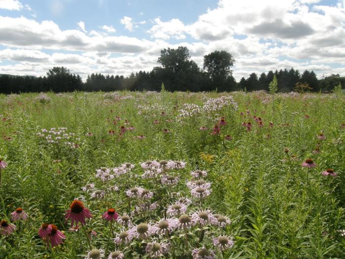 Field-scale pollinator habitat planting showing full-blooming purple coneflower and wild bergamot.