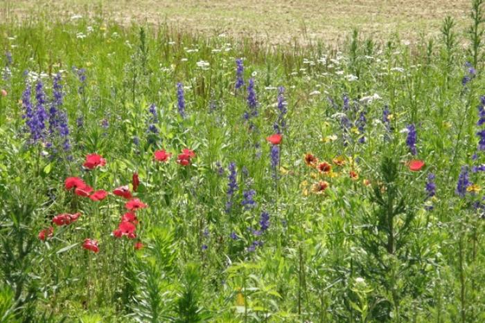 An evaluation planting of several different colored wildflowers