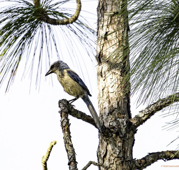 Small bird in a pine tree