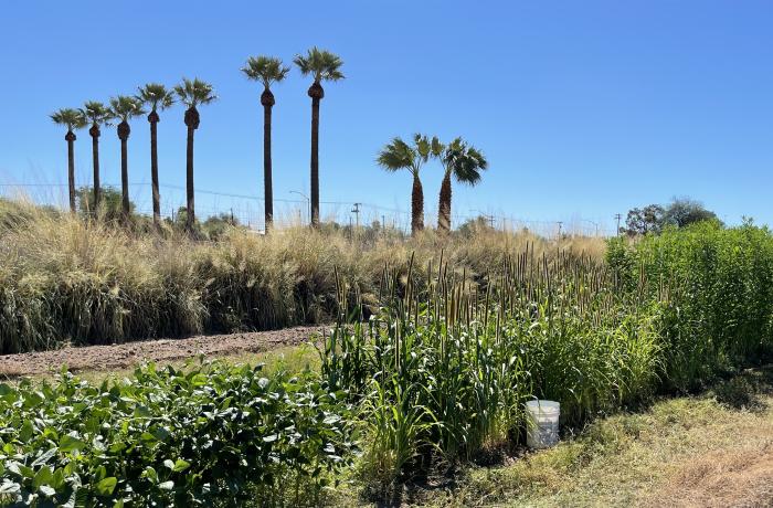 A field with cover crop plots planted in a row including millet, lablab, and sunn hemp. Palm trees and native grass hedgerow in the background.