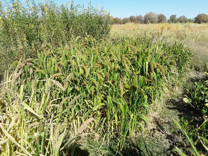 A field with cover crop plots planted in a row including millet, lablab, and sunn hemp. Palm trees and native grass hedgerow in the background.