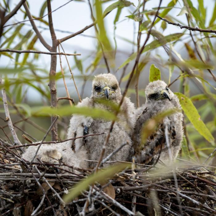 Two baby snail kite birds in a nest.