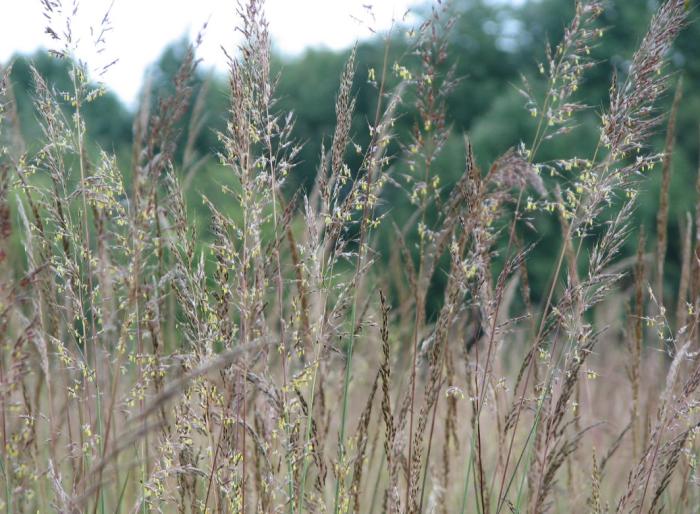 Close up photo of the inflorescences of a field of Indiangrass. The open panicles have yellow, dangling anthers and rust-colored awns.