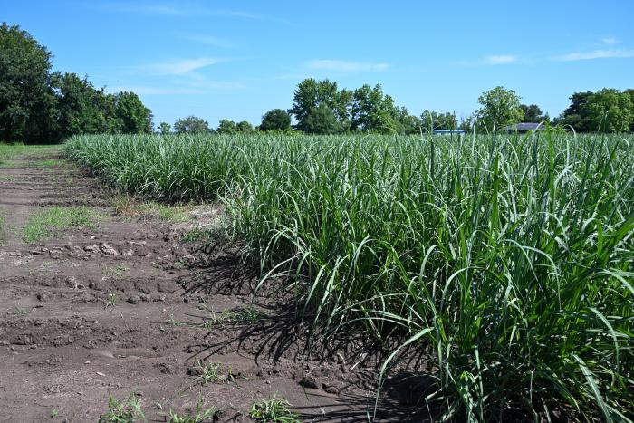 Success Story - Water Quality at Ricky Judice Farms 5.15.24-158