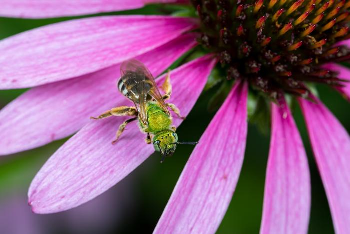 Bee Purple flower