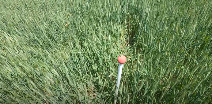 CIG-Photo 1