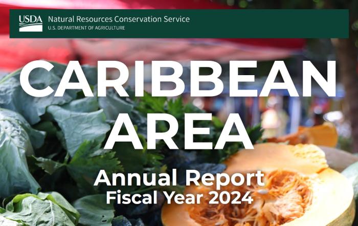 Caribbean Area Annual Report 2024