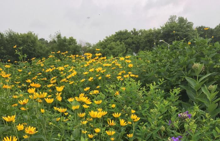 A one-acre plot of pollinator plants at OHF Orchards LLC.