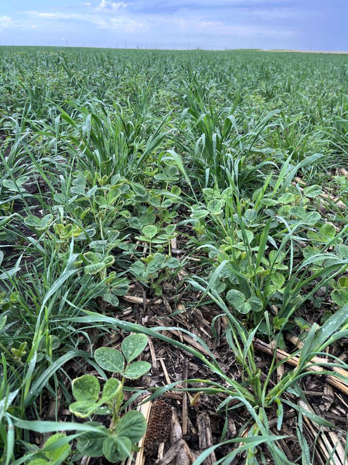 Picture of Soybean field with cover crops interseeded. 