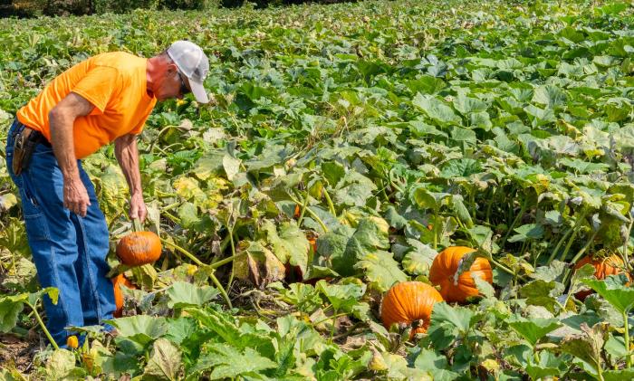 Kevin Baird tends to his growing pumpkins and squashes at Cornucopia Farm in Scottsburg, IN on Sept. 30, 2021. Kevin and Linda Baird are growing 20 acres of pumpkins and squashes this year along with mums, corn, soybeans and tomatoes. The Bairds have enrolled in multiple EQIP and CRP contracts through NRCS to help address resource concerns on their land including implementing cover crops and building a high tunnel to grow tomatoes. (NRCS photo by Brandon O’Connor)