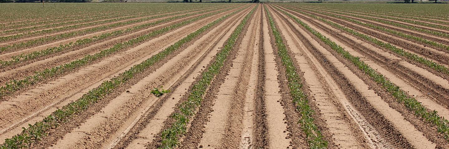 Joe Muller and Sons, crop of process tomatoes that receive underground micro irrigation, in Woodland, CA on Wednesday, Apr. 15, 2015. U.S. Department of Agriculture (USDA) Natural Resources Conservation Service (NRCS) District Conservationist Phil Hogan worked with this grower to make the application, what the grower says is "an easy process." The farm qualified for an Environmental Quality Incentives Program cost share. California is currently undergoing a prolonged drought. This farm produces a