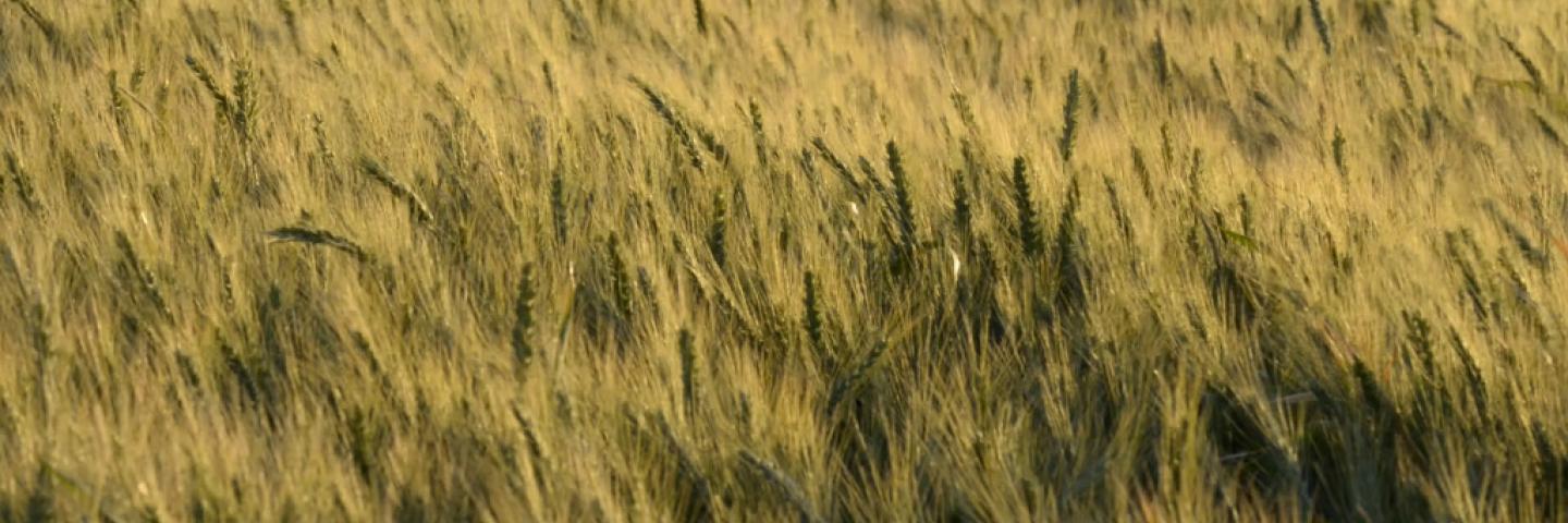 California farm field at sunset, near Sacramento, CA, on Wednesday, Apr. 15, 2015. USDA photo by Lance Cheung.