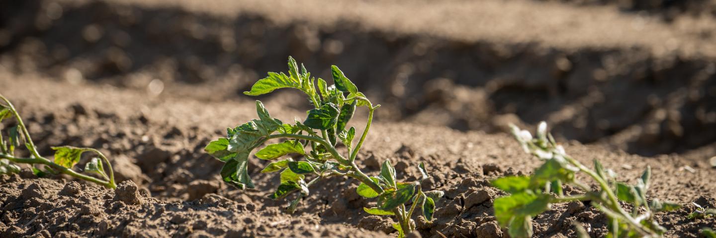 Tomato plants thrive from water filtered through a sand media filtration tank system and along underground drip irrigation tubes 10 inches below the surface providing  water to the plants, in Woodland, CA on Wednesday, Apr. 15, 2015. USDA photo by Lance Cheung. 
