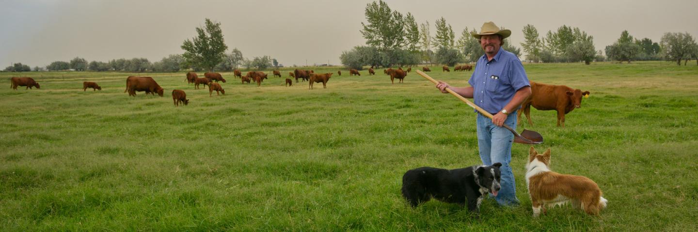 farmer in field with dogs