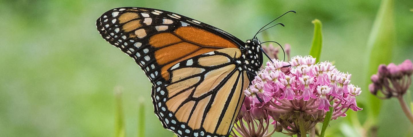 Monarch Butterfly feeding on nectar from a flower.