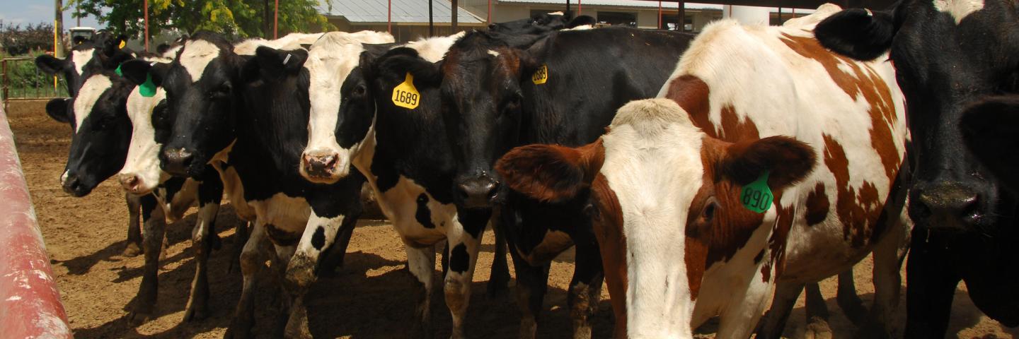Red holstein standing out among dairy cows.