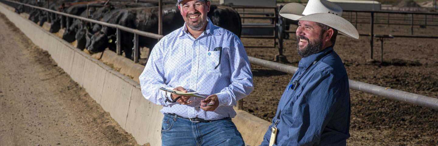 Two farmers practice grading sheep and cattle at a feedlot.