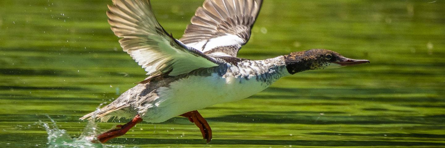 A duck takes off from Wade Lake in the Beaverhead-Deerlodge National Forest.