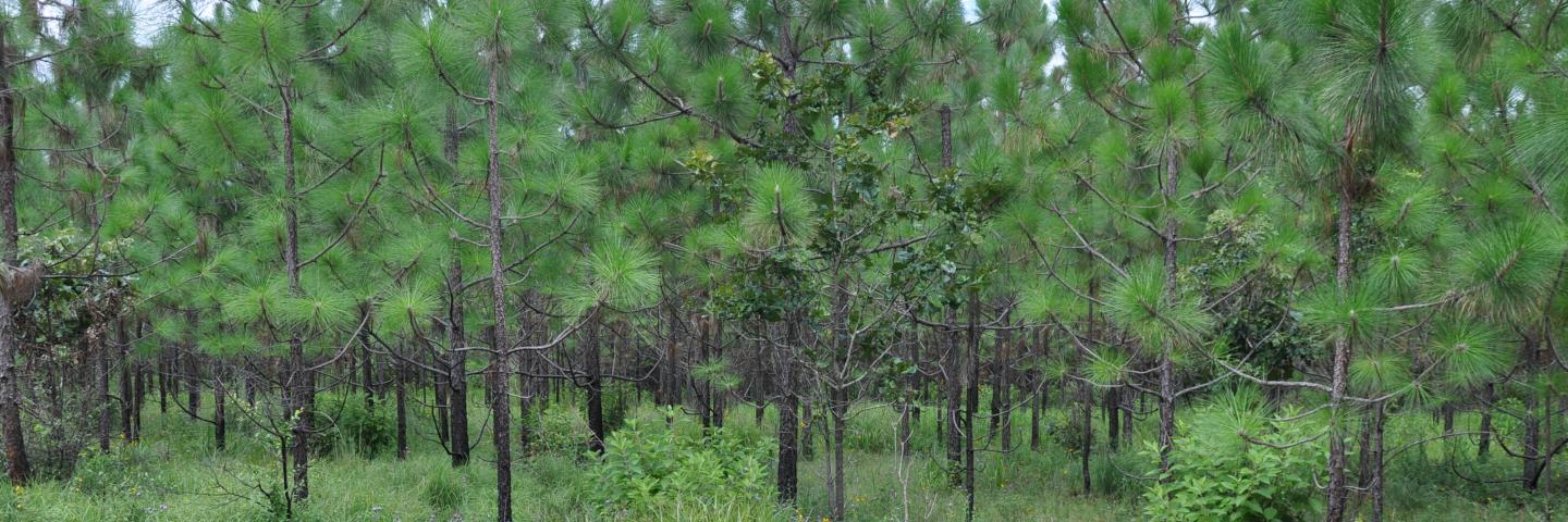 Pine forest in Texas