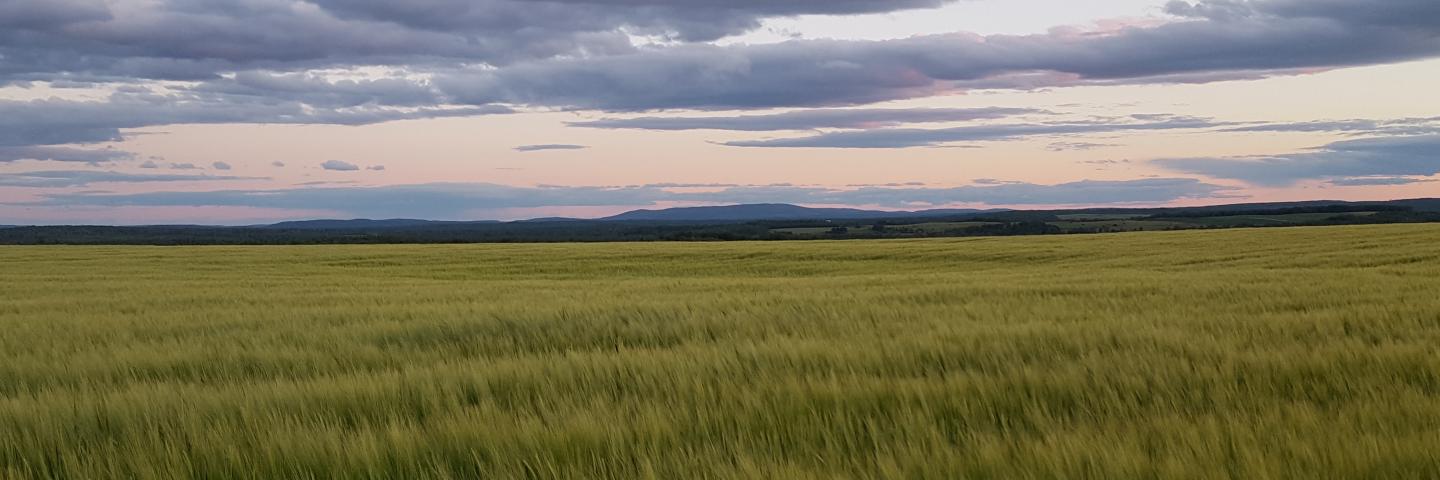 Landscape image of field from Aroostook County, Maine