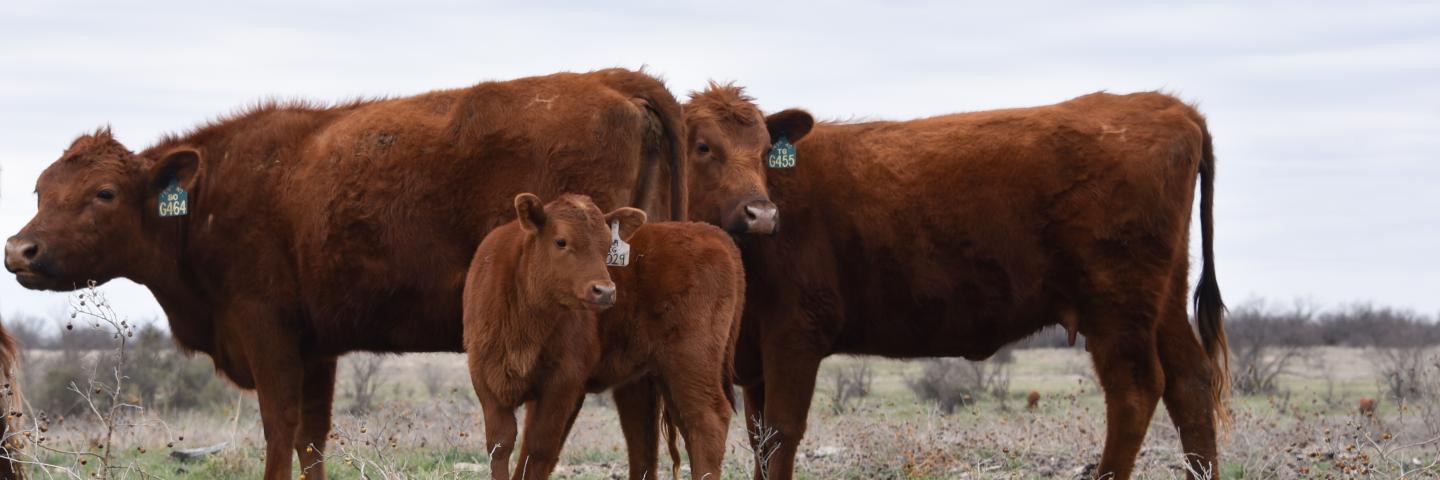 A calf stands with the heifers as they scout out new grazing grounds.