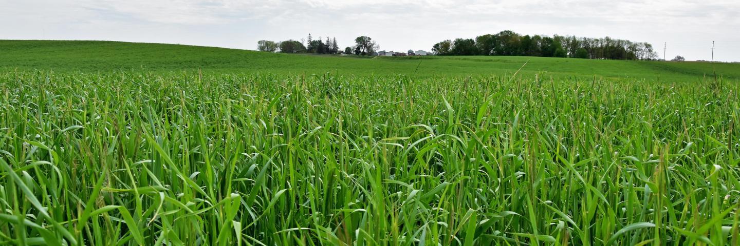 Cereal rye grows to 2-3 feet tall in late May
