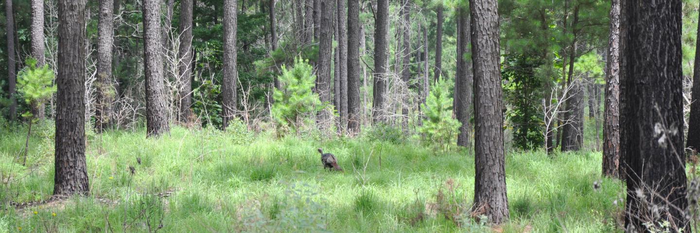 Wild turkey is just one species of wildlife found at the Winston 8 Tree Farm in Lufkin, Texas.