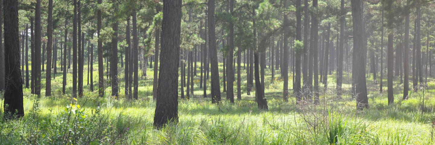 Open pine system used in Texas