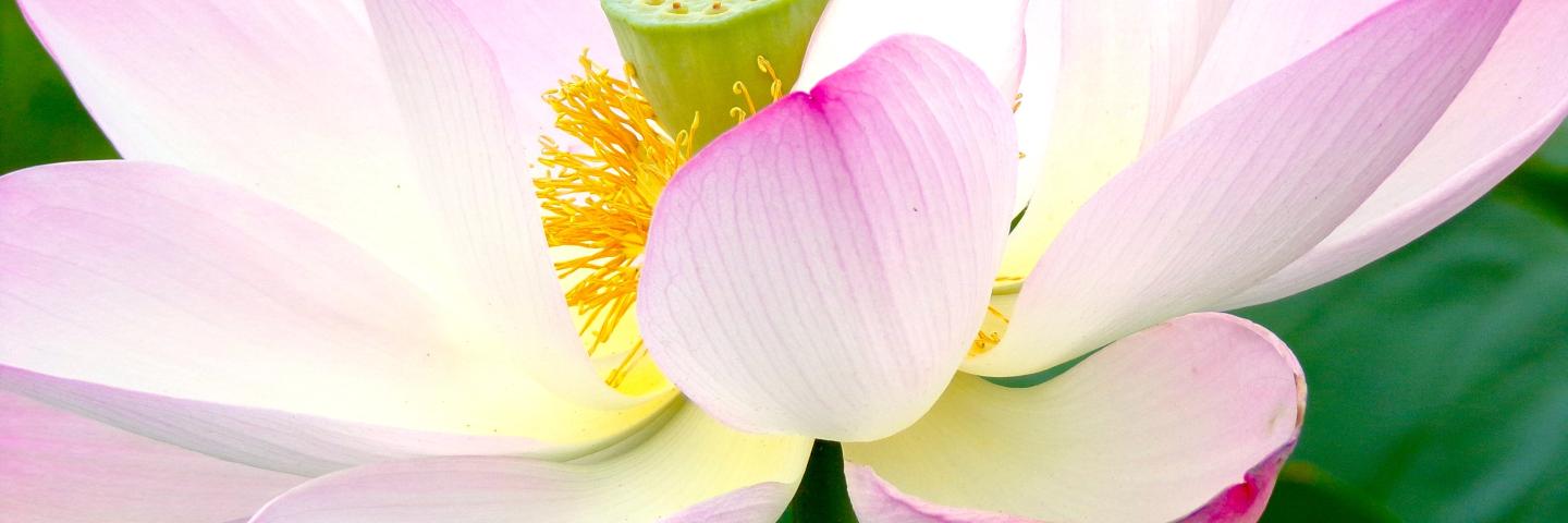 Lotus flower - signifying Asian American Native Hawaiian and Pacific Islander Heritage Month