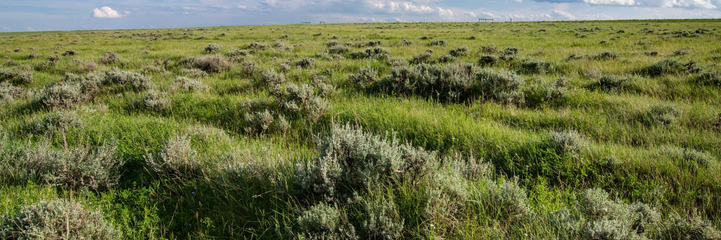 Sagebrush flats on the Arbuckle Ranch in Carter County, Montana