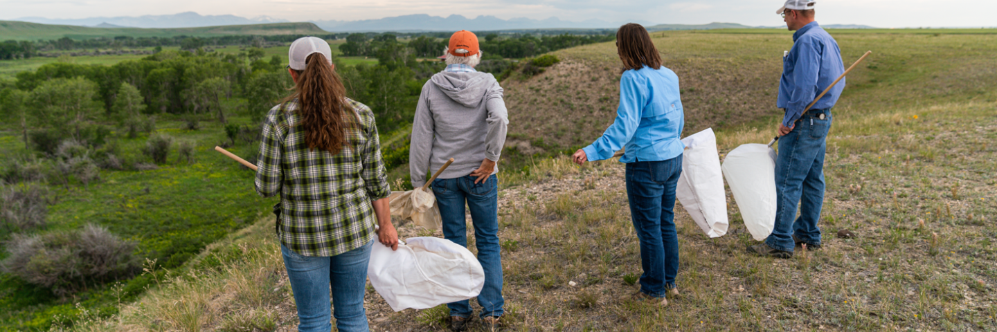 Producer Mary Sexton and NRCS staff survey heavily infested Leafy Spurge areas being treated with biological controls. Teton County, MT.