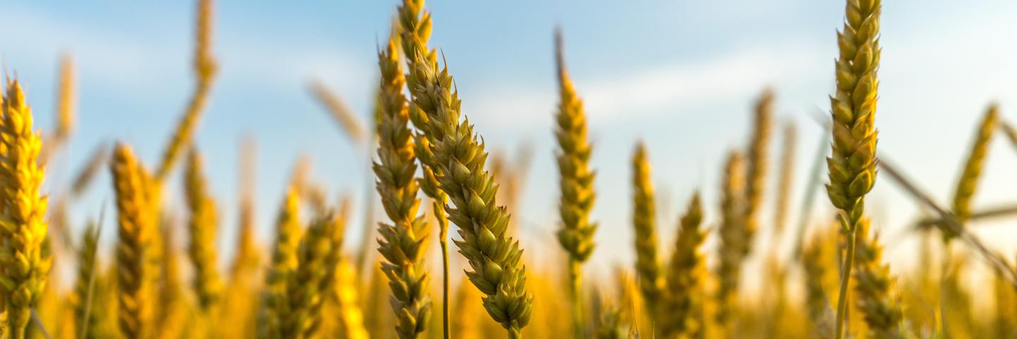closeup of rye grains in a field