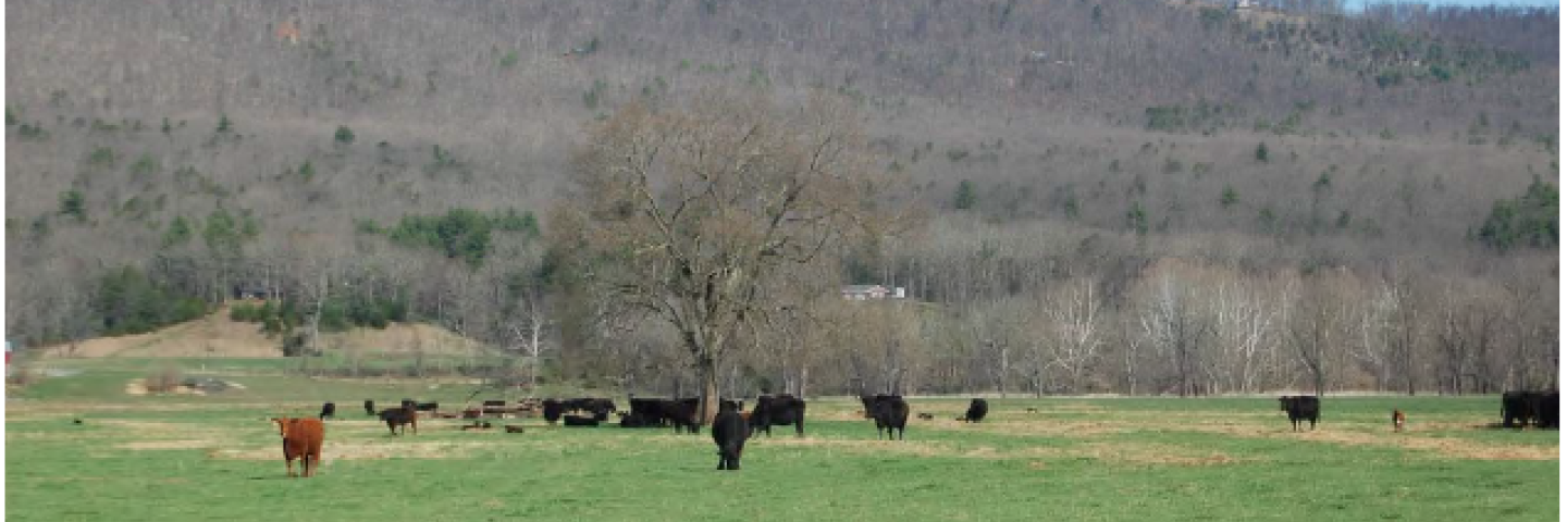 large open field with cows in the distance