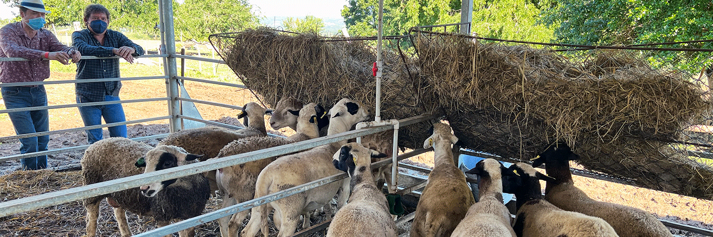 Farmers observe flock of sheep at Domenech Cattle Farm in Sabana Grande, PR, Dec 2021.