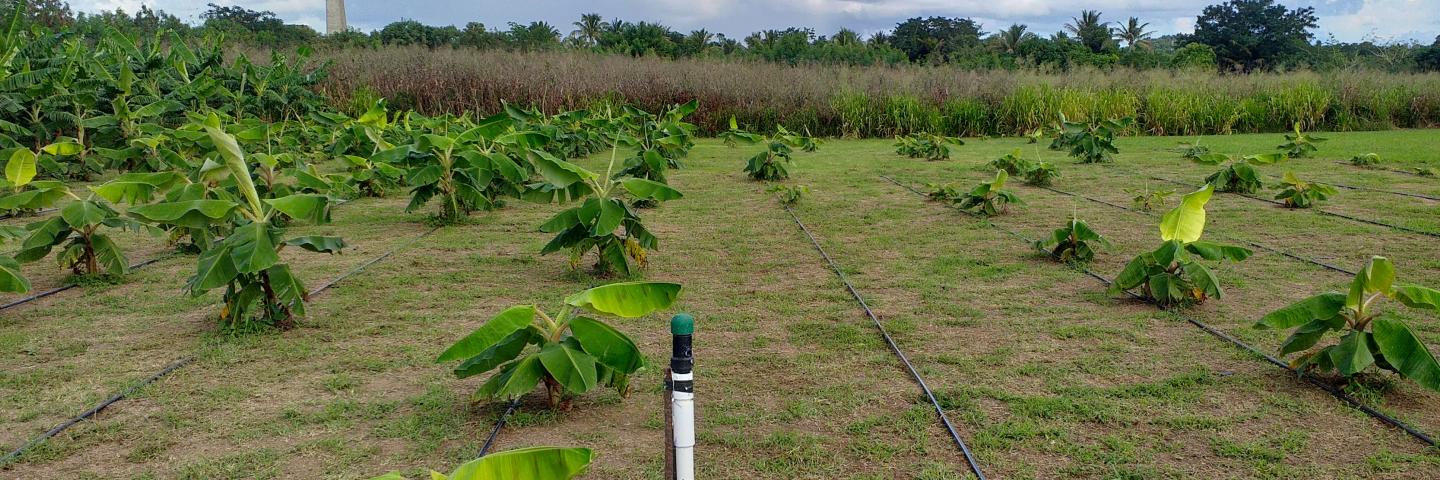 Drip irrigation of banana fields in the St. Croix Community Gardens.