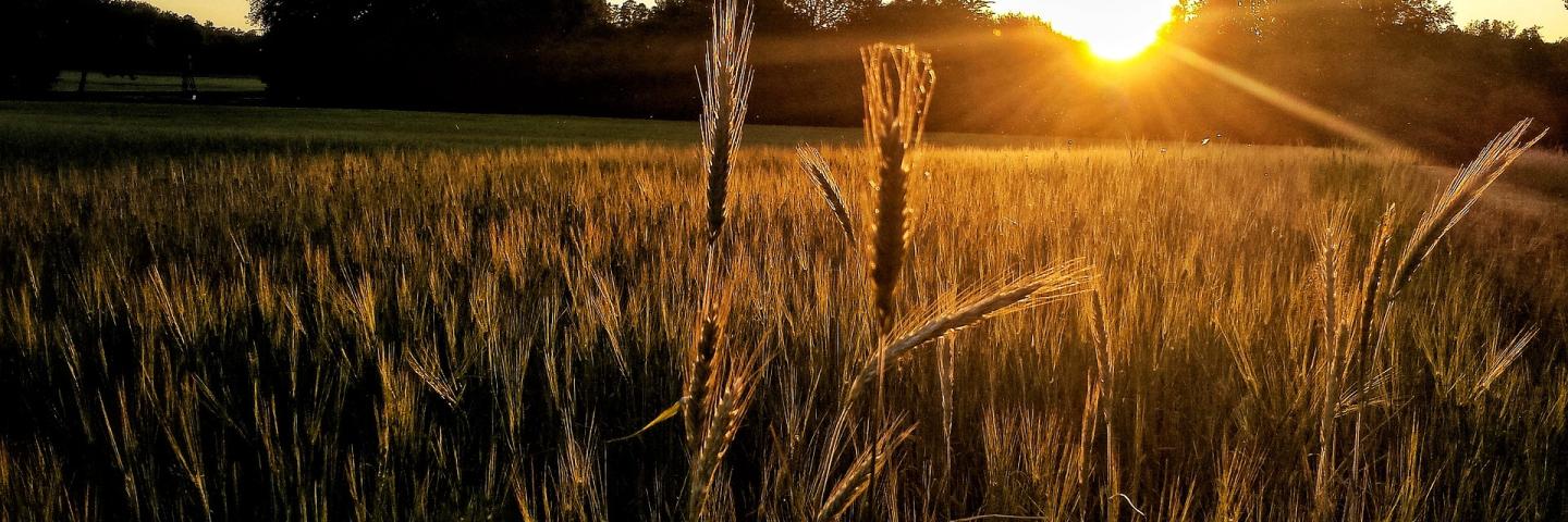 EQIP Corn Sun banner