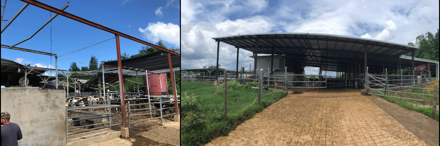 Morovis, PR, dairy roofs and covers damaged by hurricane Maria (left) and after NRCS-funded replacement in Oct 2019 (right)