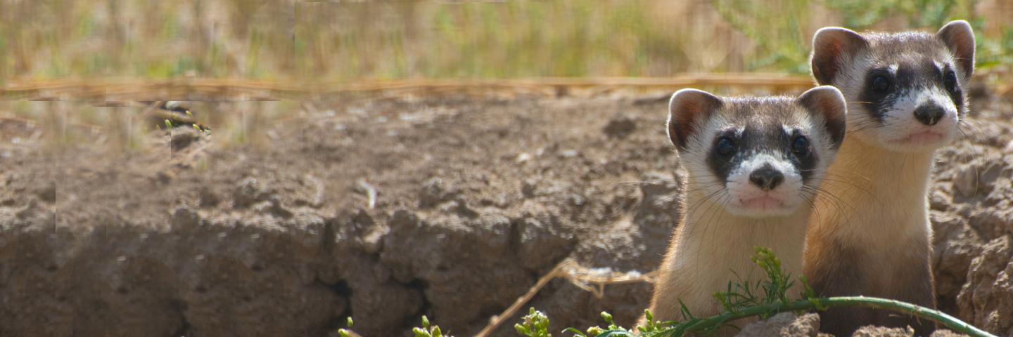 Endangered Species Black footed ferret