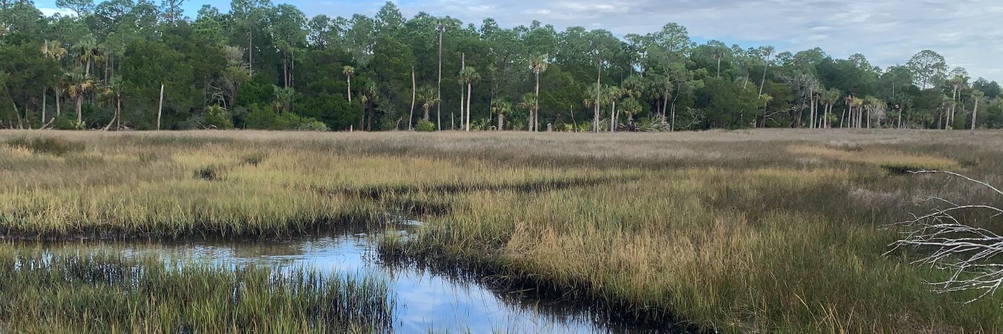Photo of a Wetland in North Central Florida