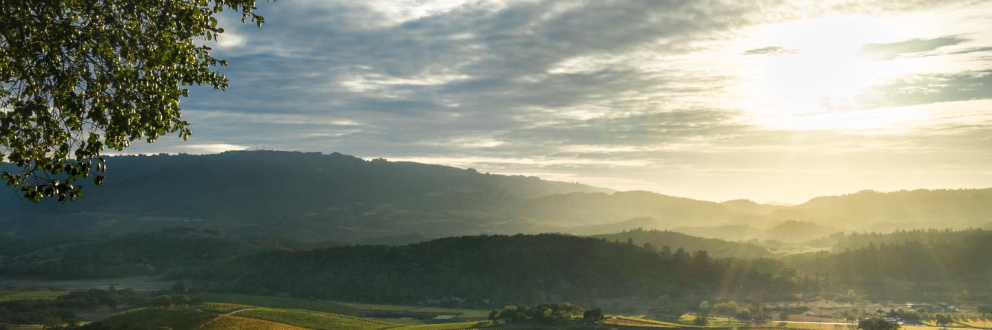 Landscape view of California vineyard