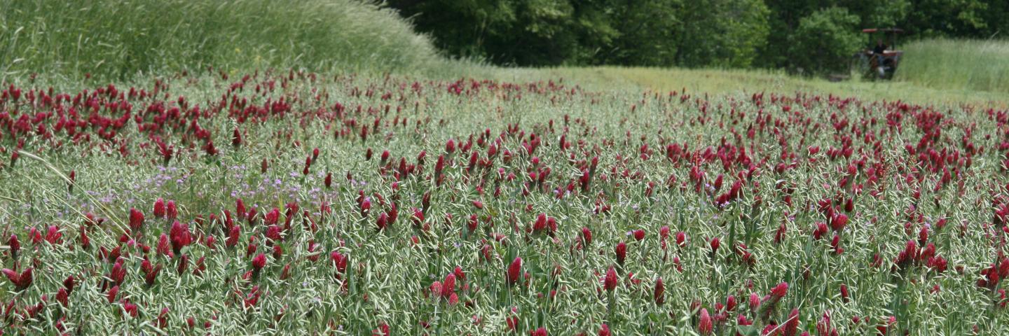 Crimson Clover in ag field