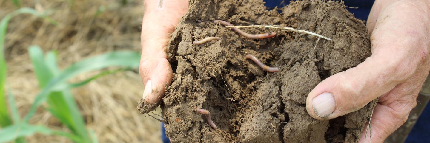 Farmer holding clod of healthy soil with earthworms