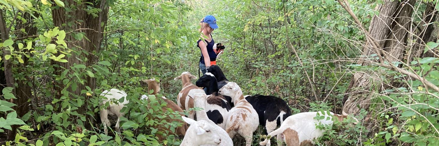 Producer with goats