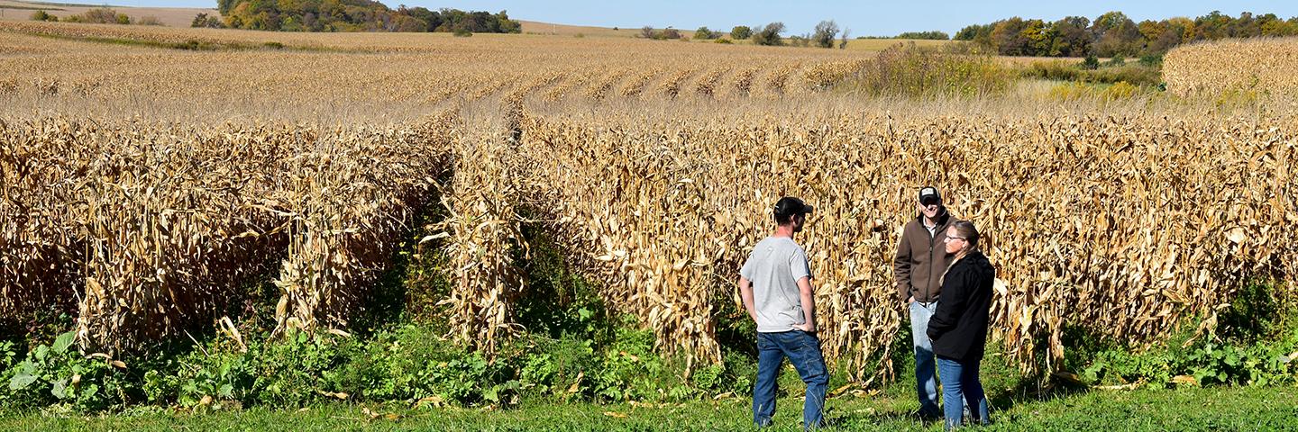 Cover crops grow strong in late October between 60" corn rows before harvest in Allamakee County, Iowa.