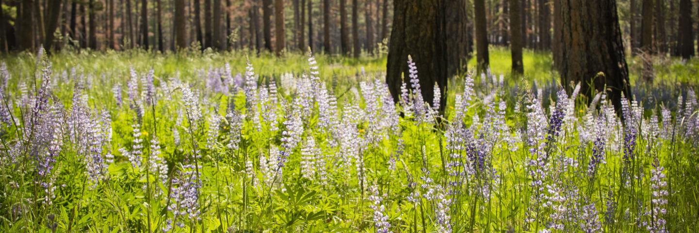 Lupine and other wildflowers after the Roaring Lion wildfire in Ravalli County, Montana