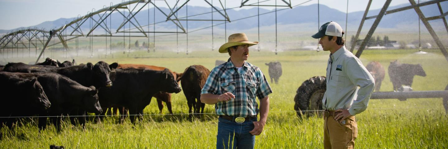 Rancher and NRCS employee standing in irrigated pasture with cattle herd