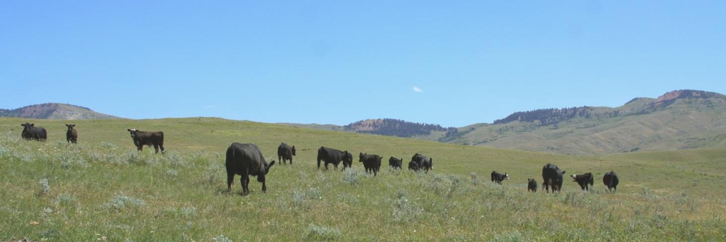 Livestock grazing in Big Horn County, Montana.
